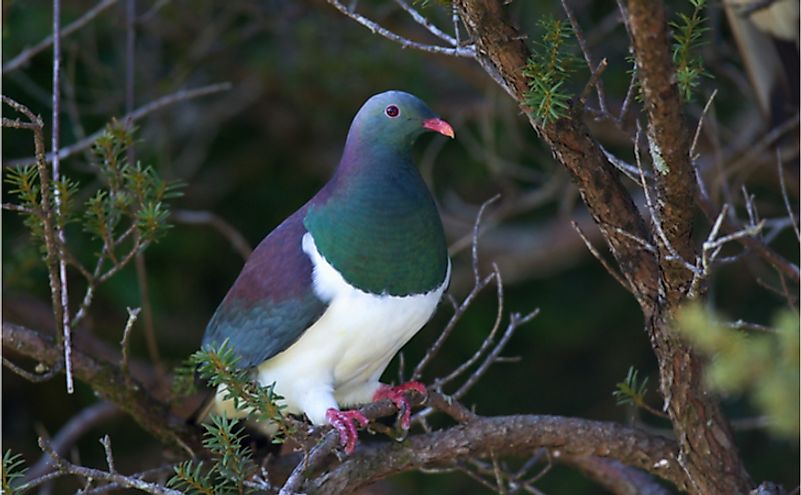 The New Zealand pigeon or Kereru (Hemiphaga novaeseelandiae) is endemic and native bird species on New Zealand. 