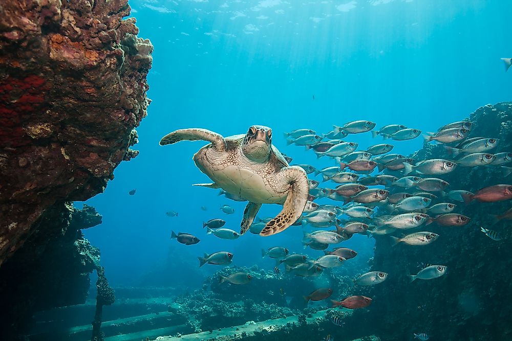 The monument’s vast coral island support over 7,000 endemic and endangered marine species.