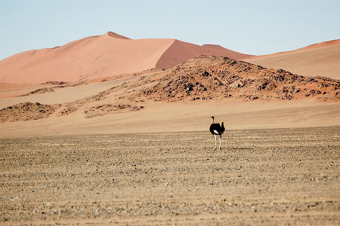 Ostriches are one of the large animals found in the Namib Desert.