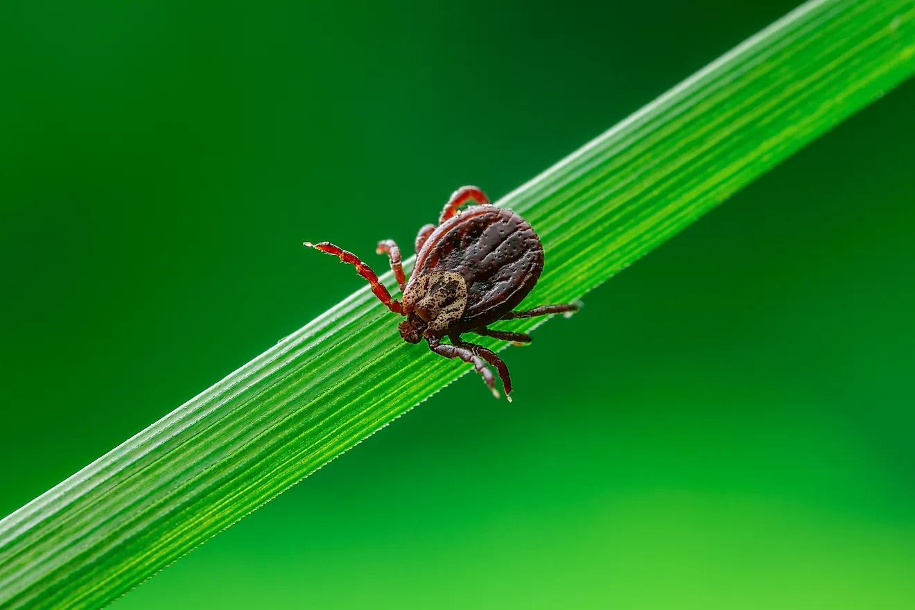 tick on grass