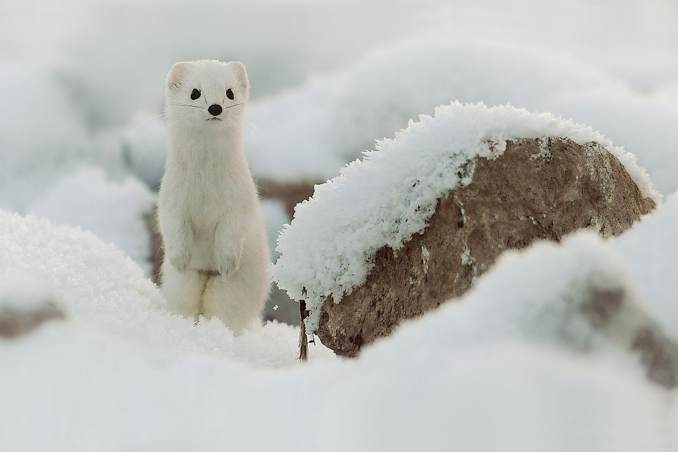 A stoat in the snow. Image credit: Krasula/Shutterstock.com