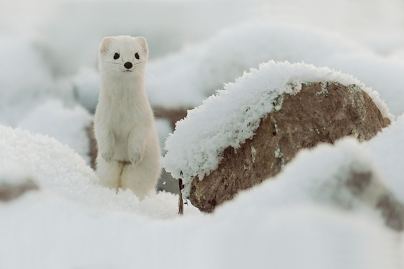 Mysterious Creatures of the Taiga Biome •