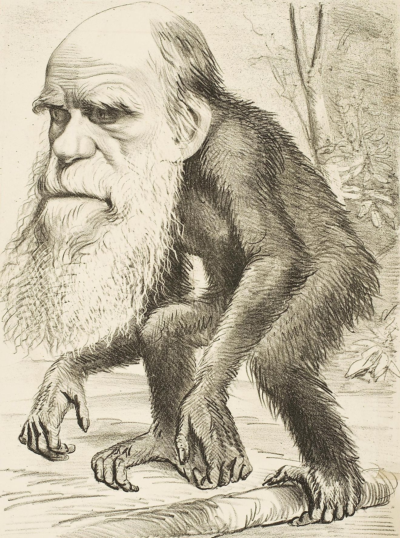 An 1871 caricature following publication of The Descent of Man was typical of many showing Darwin with an ape body, identifying him in popular culture as the leading author of evolutionary theory. Image credit: Wikimedia.org