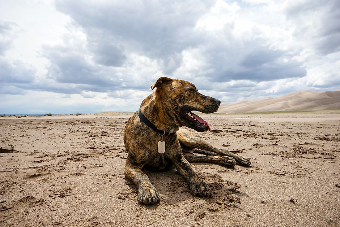 The plot hound, North Carolina's state dog. 