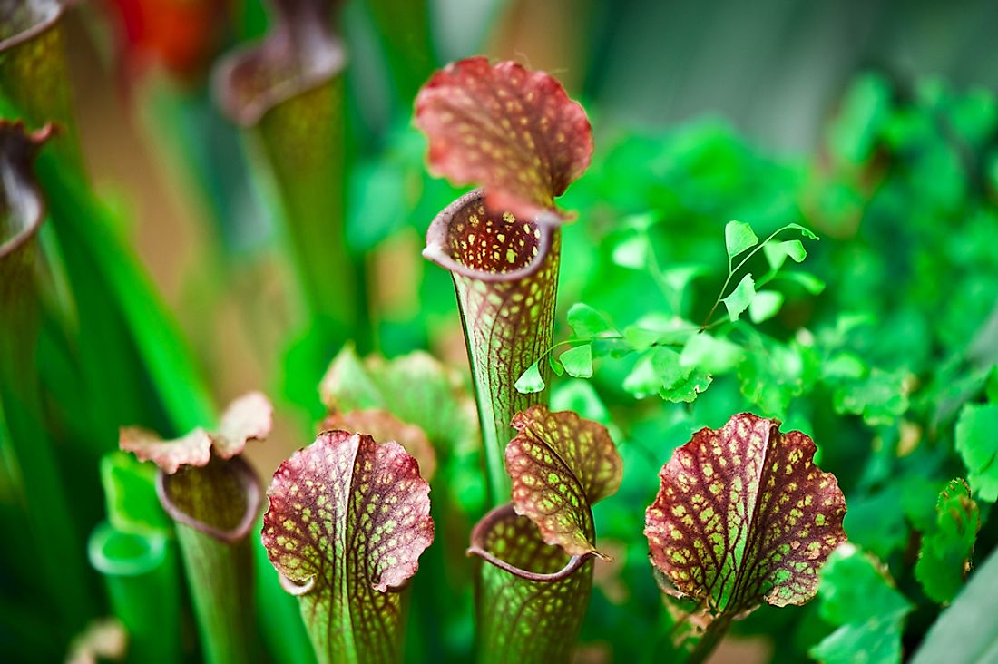 Pitcher plants are an example of a carnivorous plant. 
