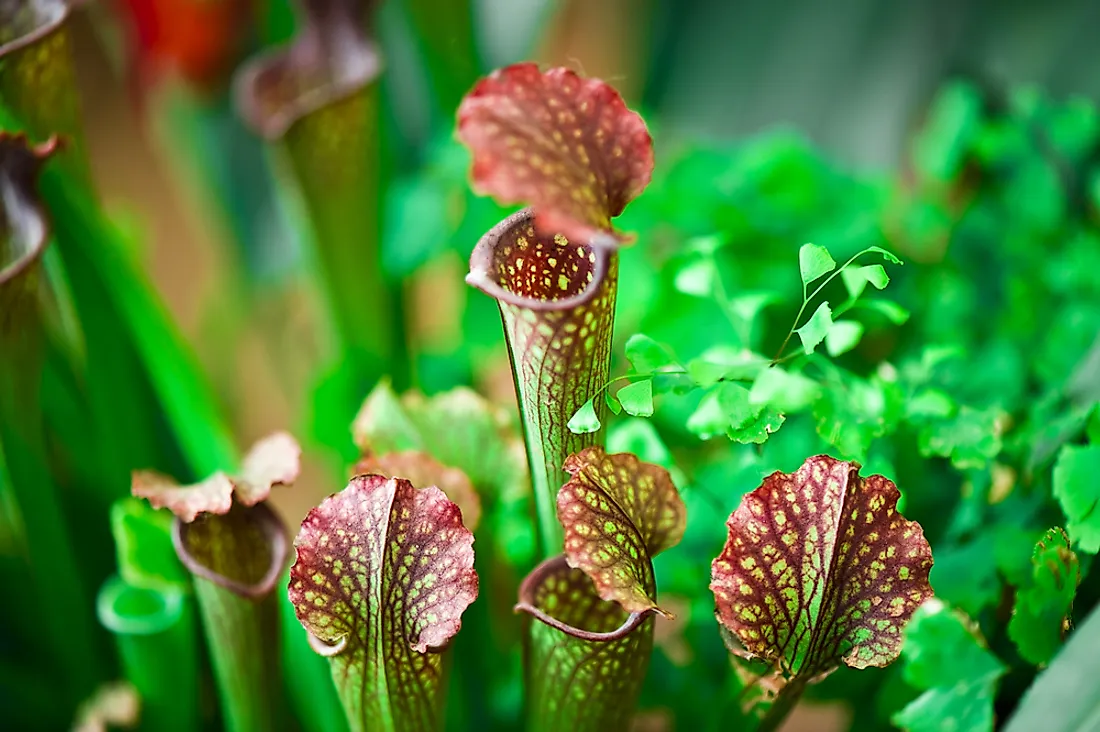 Pitcher plants are an example of a carnivorous plant. 