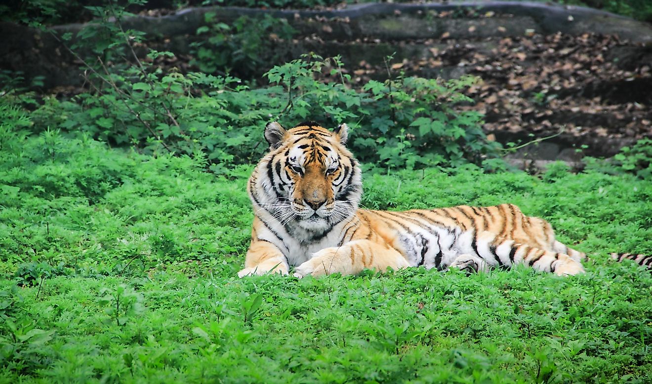 An adult South China tiger resting on the grass outdoors.