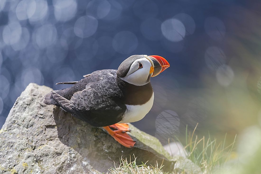 The Atlantic Puffin. 