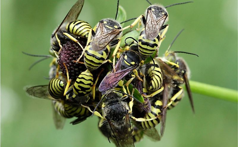 Western yellowjackets at rest