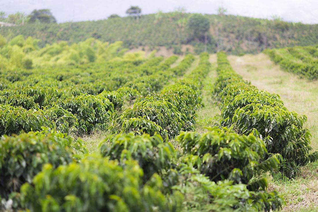 A farming growing coffee in Honduras. Agriculture is an important part of the Honduran economy. 