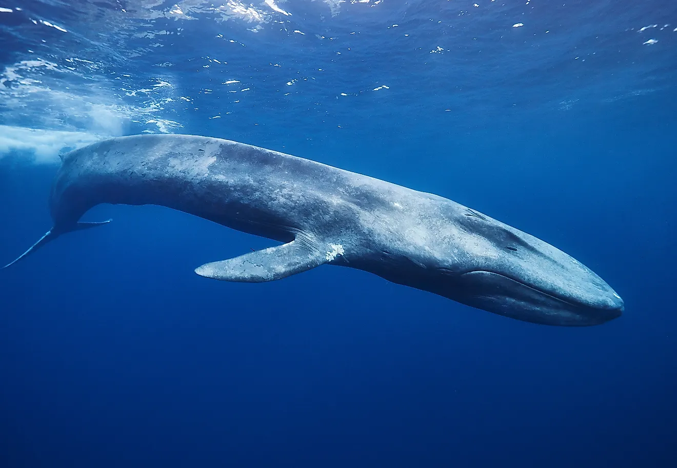 The Blue Whale is the largest seen whale off the coast of the US. Credit: Ajit S N/ Shutterstock.com