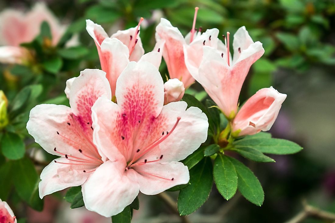 Azalea.