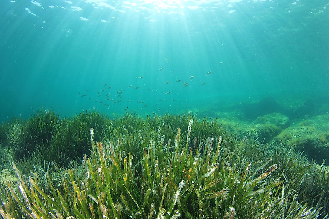 The sea grass blue carbon ecosystem has stored over 19.9 billion tons of carbon.