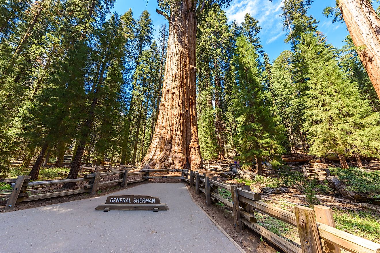 General Sherman Tree - the largest tree on Earth