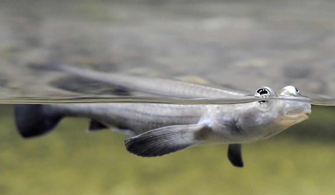 Four-eyed fish have 2 eyes above and 2 eyes below the waterline.