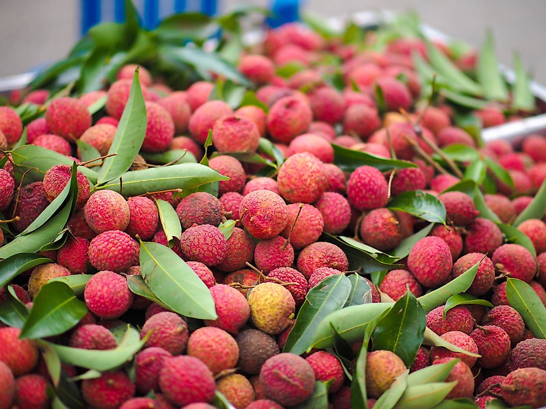 Lychee is a tropical fruit that originated from Guangdong and Fujian provinces in China. 