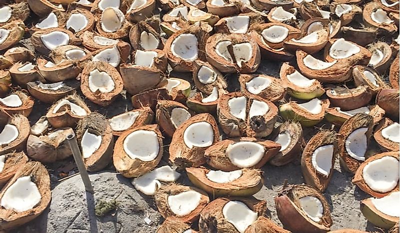 Coconuts are left out in the sun to dry as part of the copra process. 