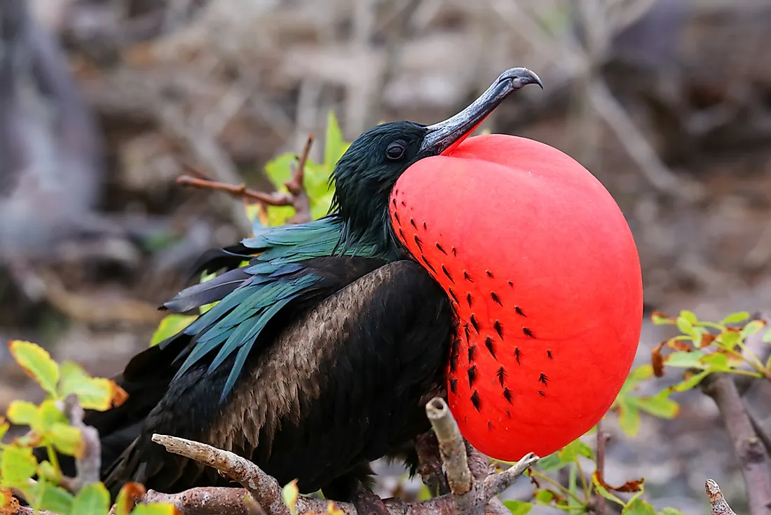 A male great Frigatebird. 