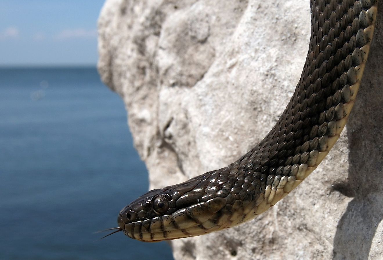 Lake Erie Watersnake (Nerodia sipedon insularum) in Ontario, Canada.