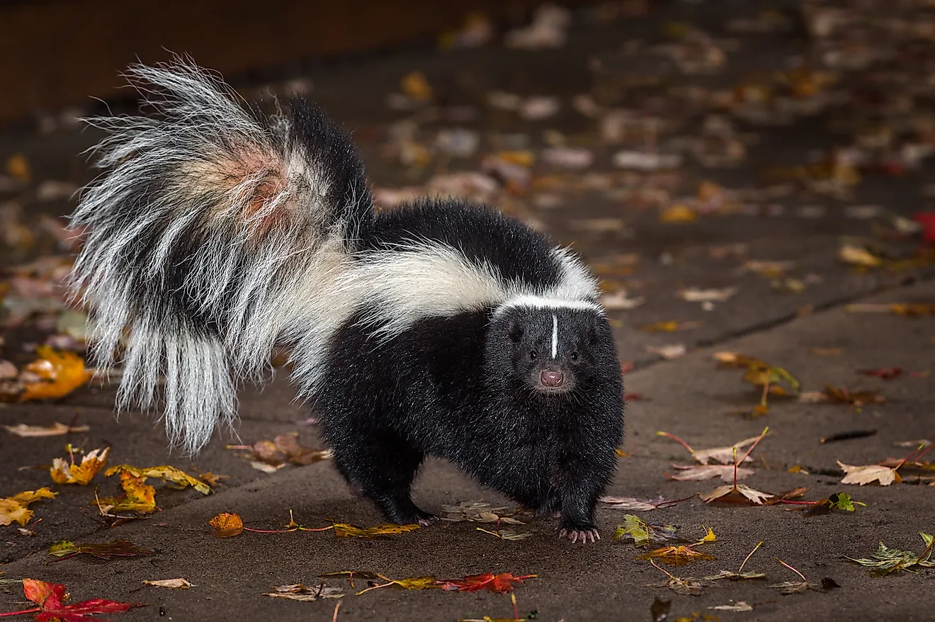 Striped Skunk (Mephitis mephitis). Image credit: Geoffrey Kuchera/Shutterstock.com