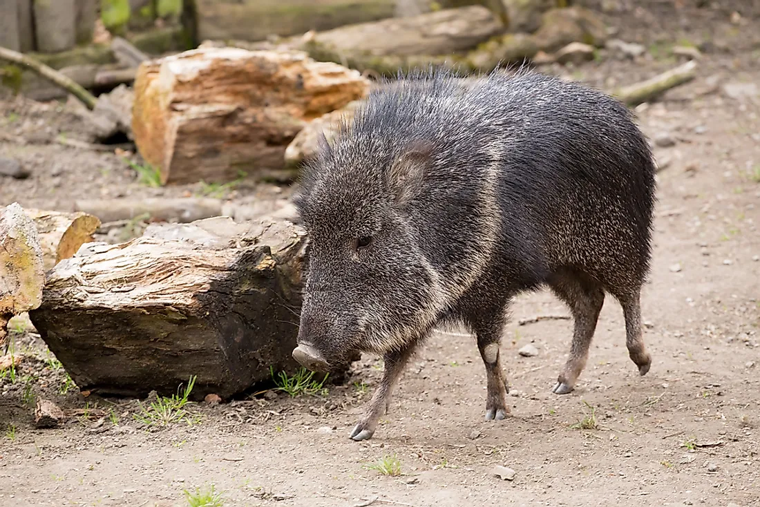 The Chacoan peccary or tagua is listed as an endangered species. 