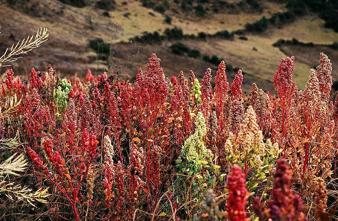 Quinoa cultivation in Peru.