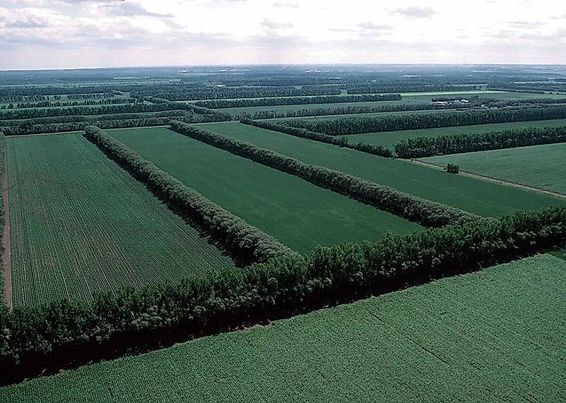 Rows of trees can help prevent erosion in agricultural fields.