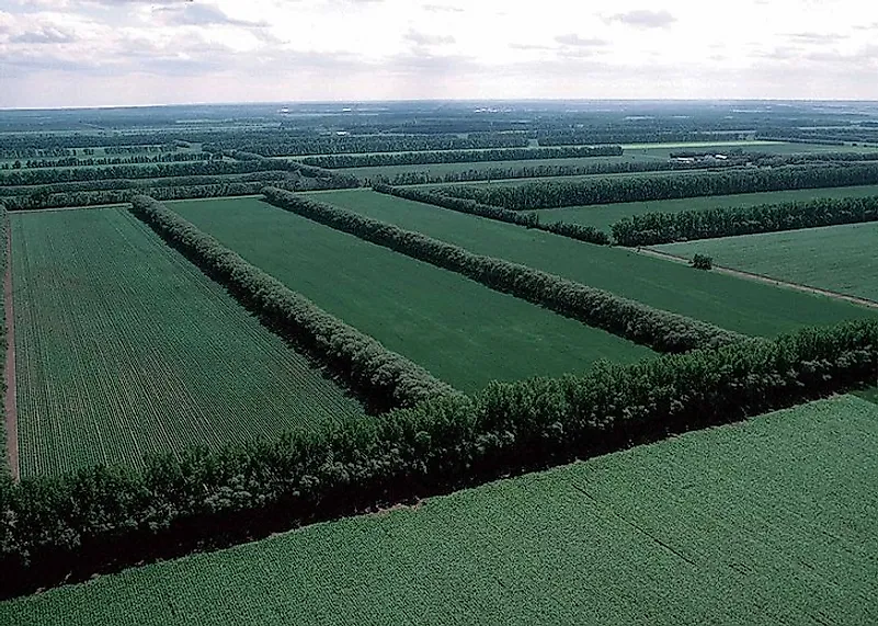 Rows of trees can help prevent erosion in agricultural fields.