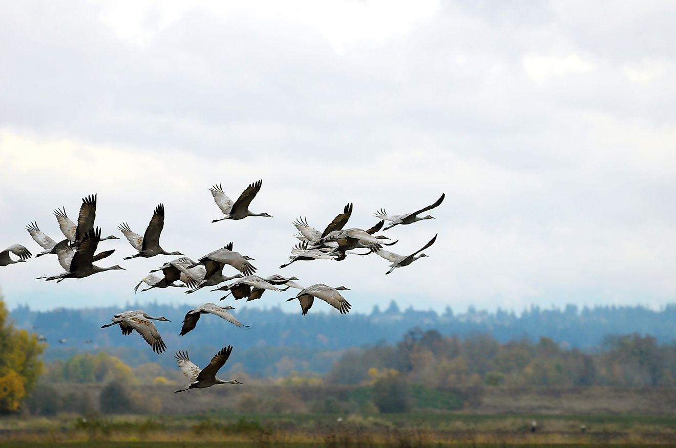 Sandhill Crane migration in Sauvie Island. Image credit: Mary Nguyen NG/Shutterstock.com