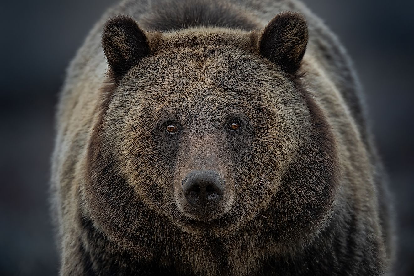 A close up of a grizzly bear