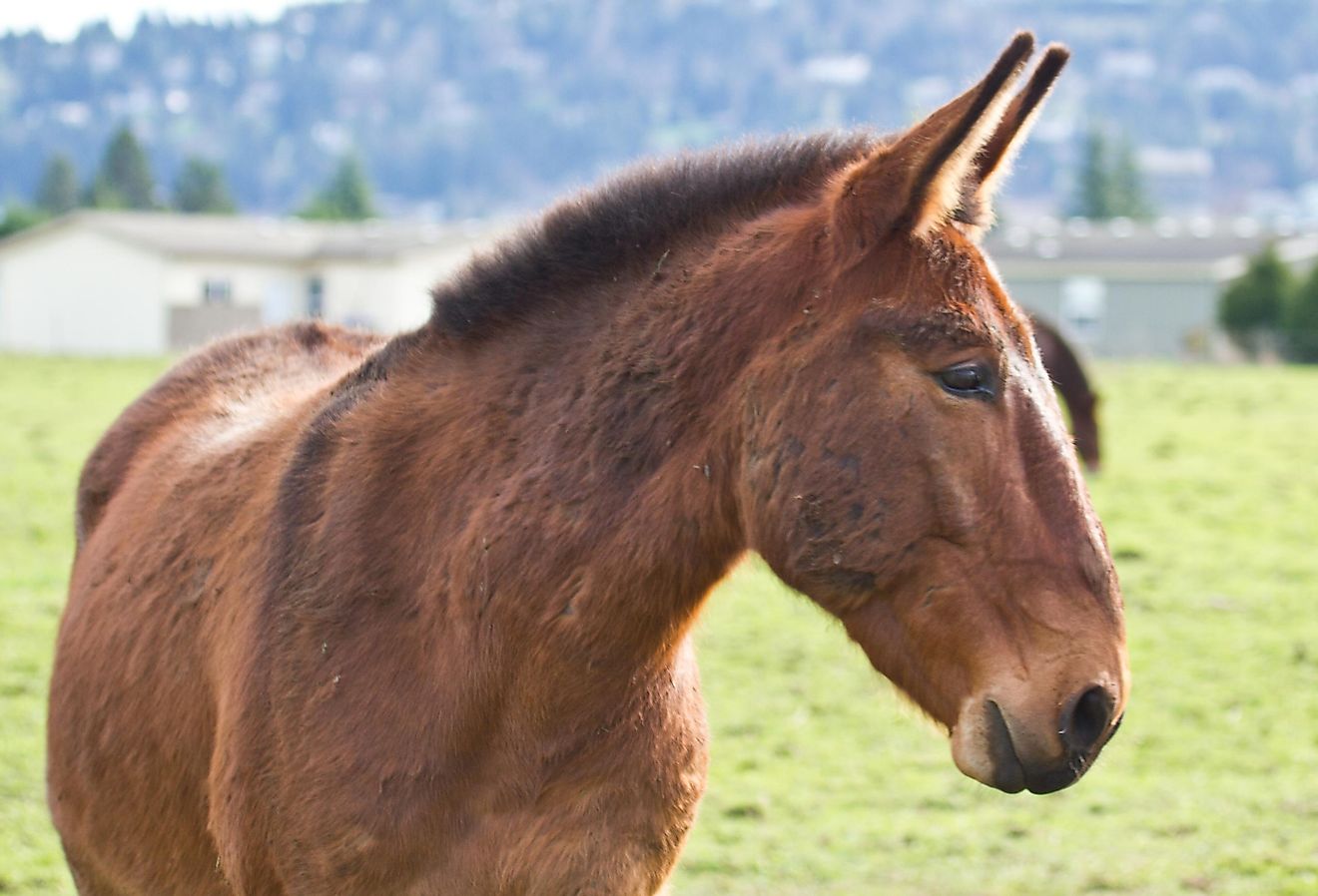 A mule. 