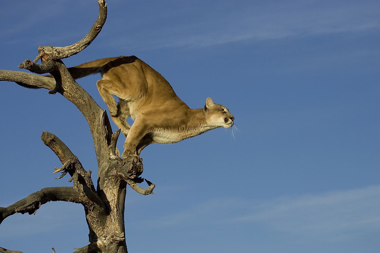 Mountain Lion prepares to leap from tree. Image credit: Creativex