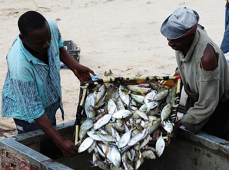 Kenyan fishermen bring their daily catch to shore.