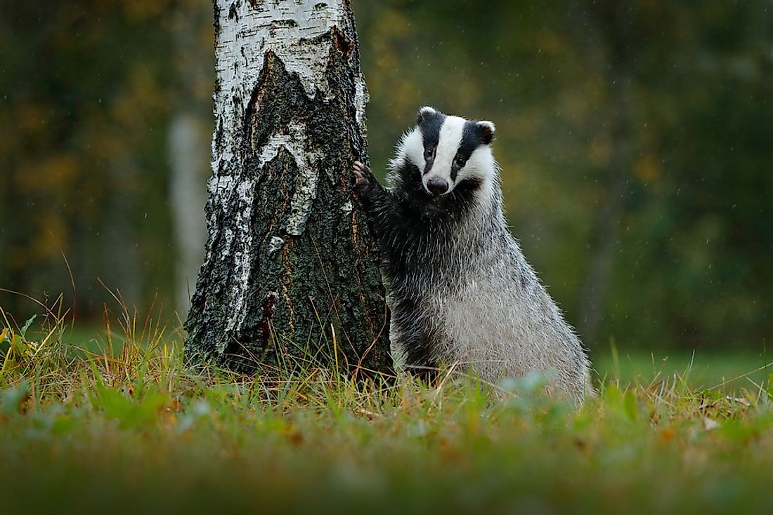 A European badger in a German forest. 