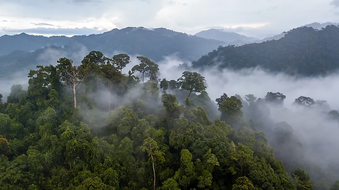 Uncontacted peoples live in the dense Amazon rainforest. 