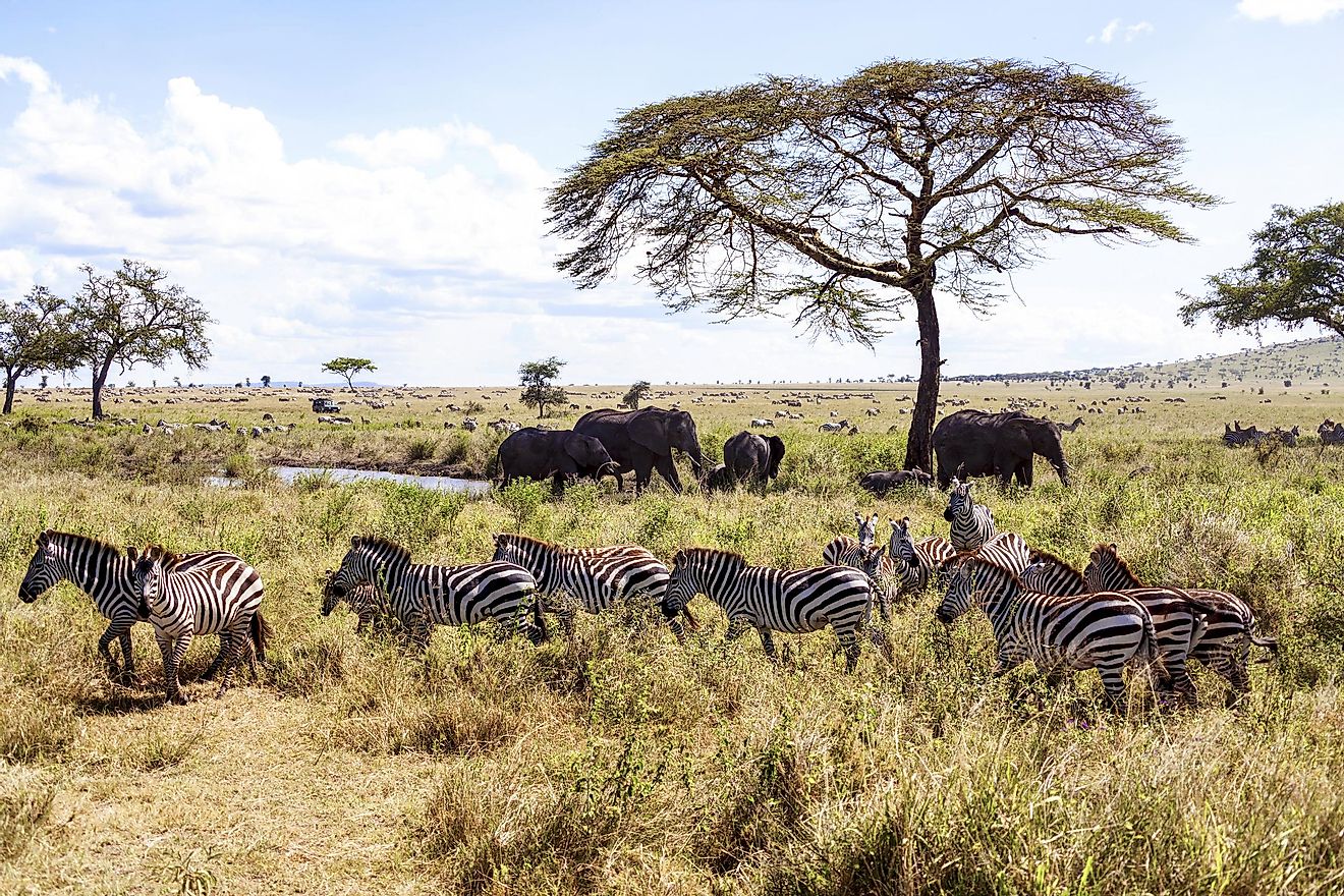 Zebras in a grassland in Africa. Image credit: GTS Productions/Shutterstock.com