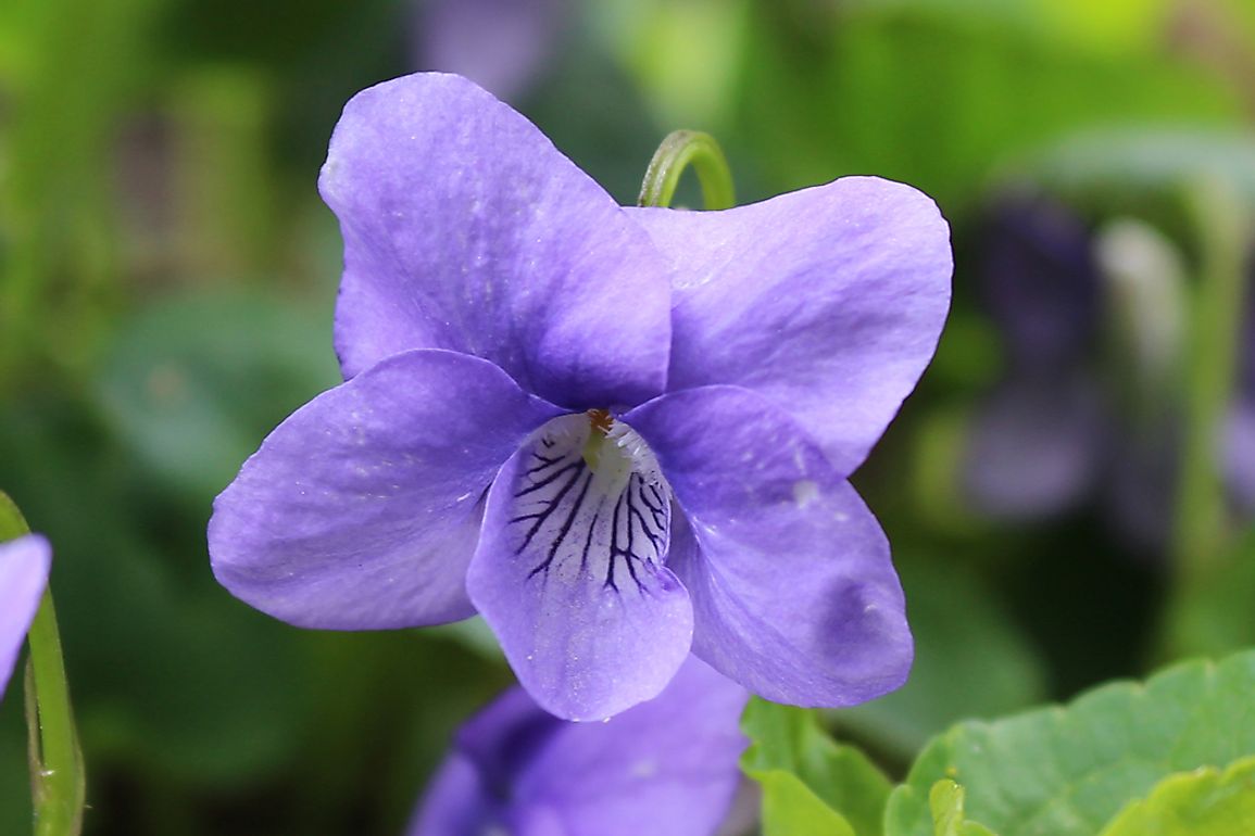 The violet flower was selected as the state flower in 1897.