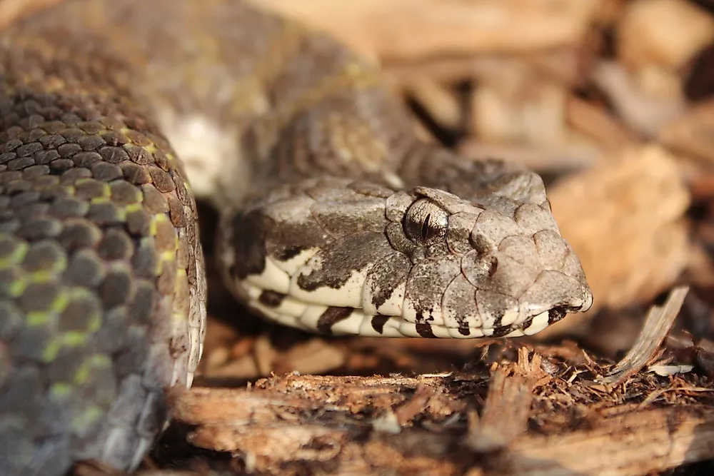 A northern death adder. 