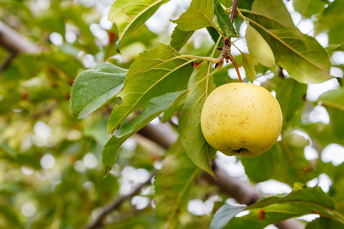 Yellow Apple Varieties: Popular Apple Trees With Yellow Fruit