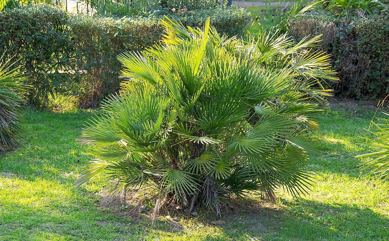 Mediterranean Dwarf Palm