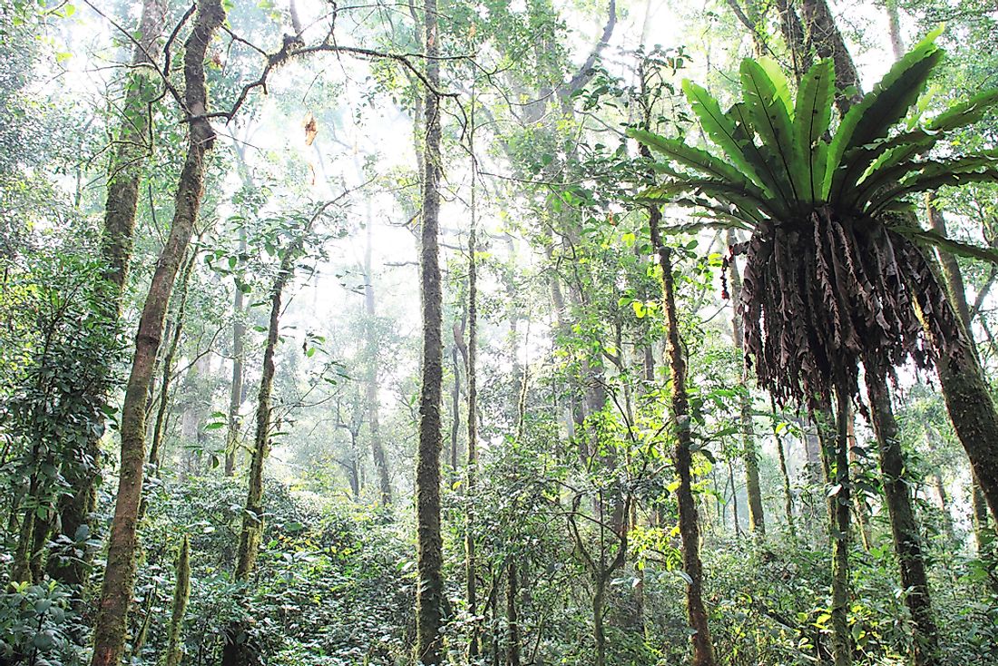 The tropical rainforest of Sumatra, Indonesia. 
