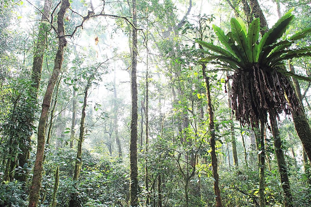 The tropical rainforest of Sumatra, Indonesia.