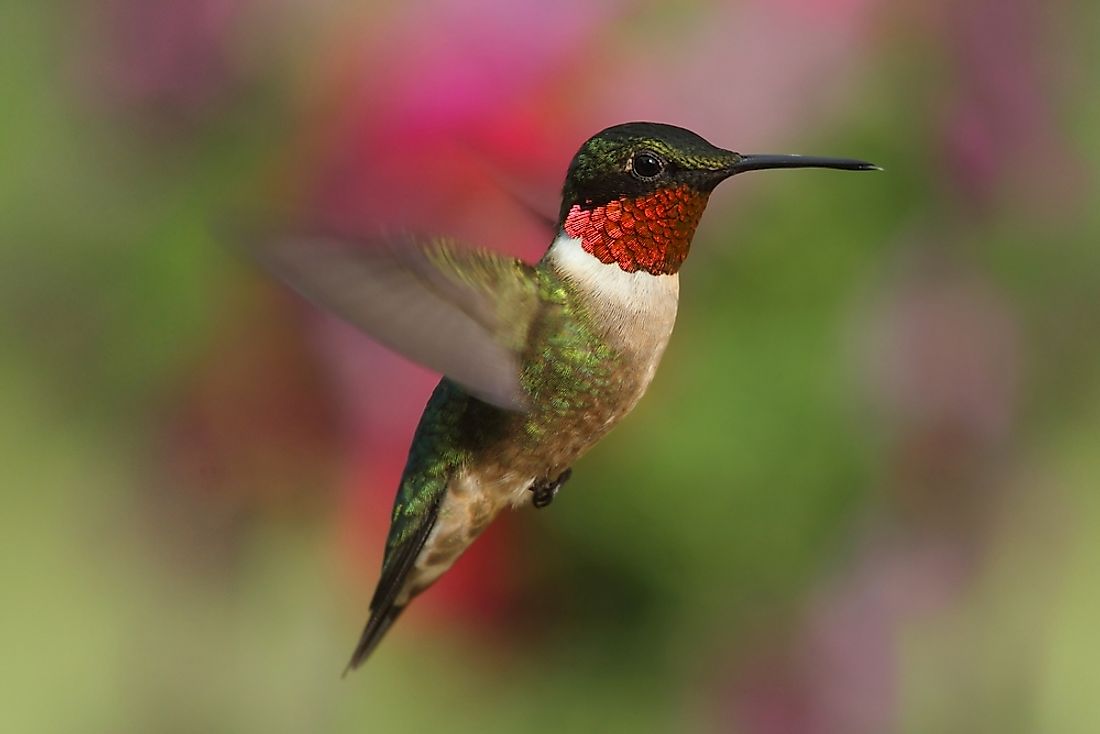 A ruby-throated hummingbird. 