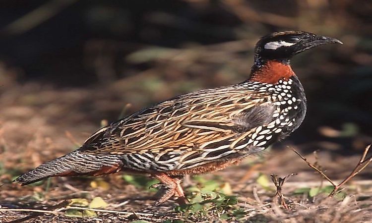 A black francolin.