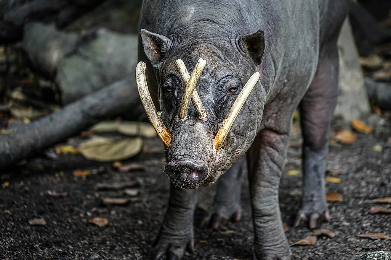 Babirusa. Image credit: Makoto_Honda/Shutterstock.com