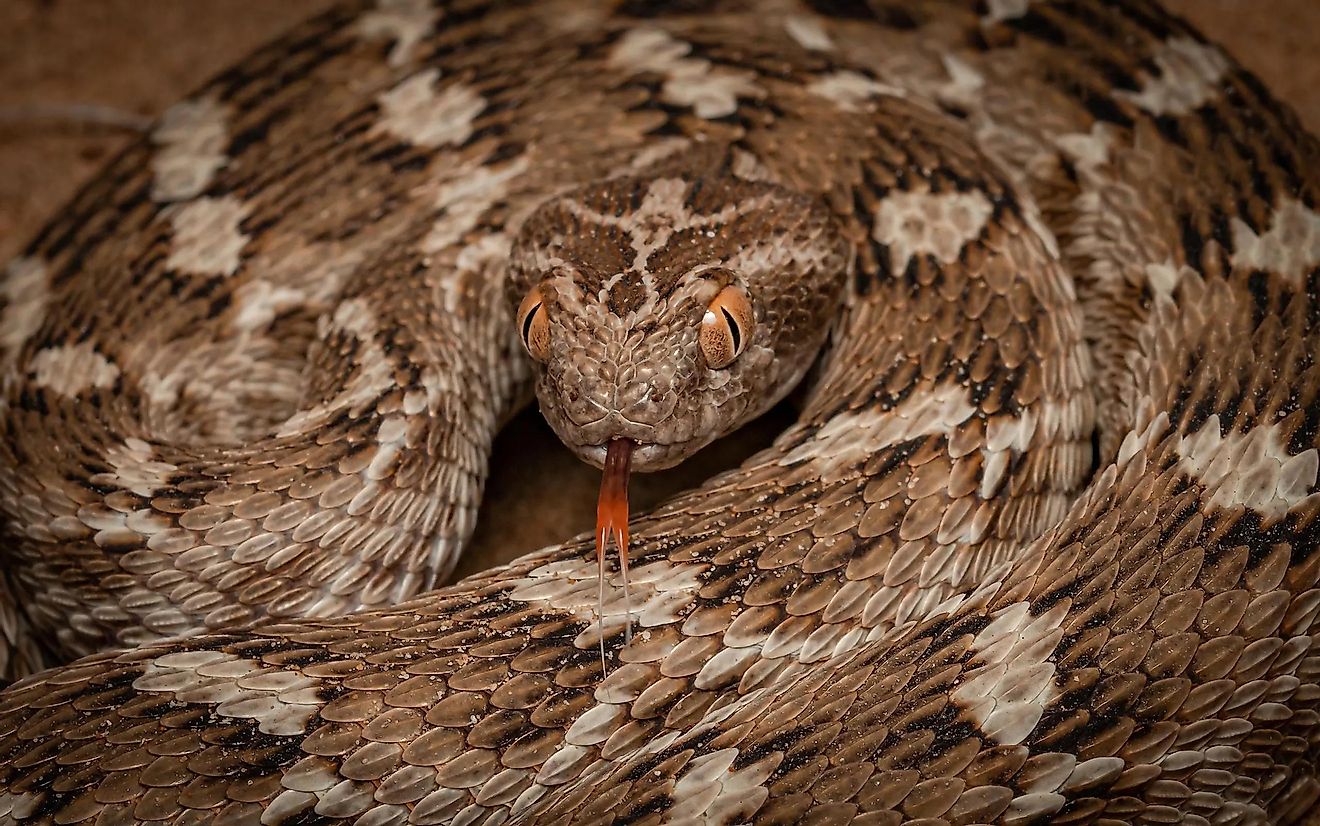 Saw scaled viper has killed more people than any other venmous snake in the world
