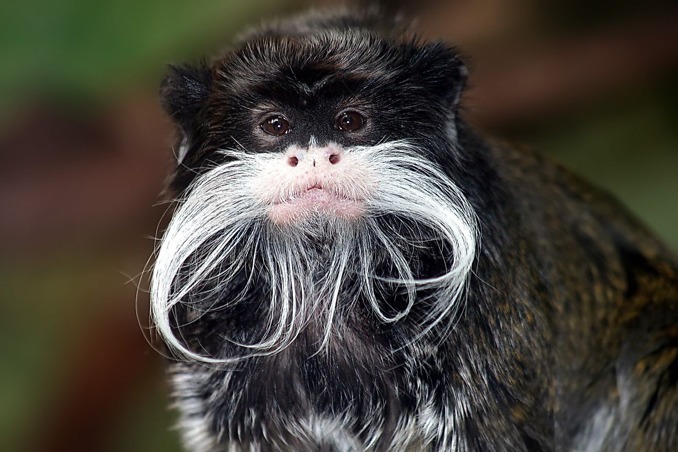 Emperor tamarin (Saguinus imperator), a New World monkey found in the Amazon basin.