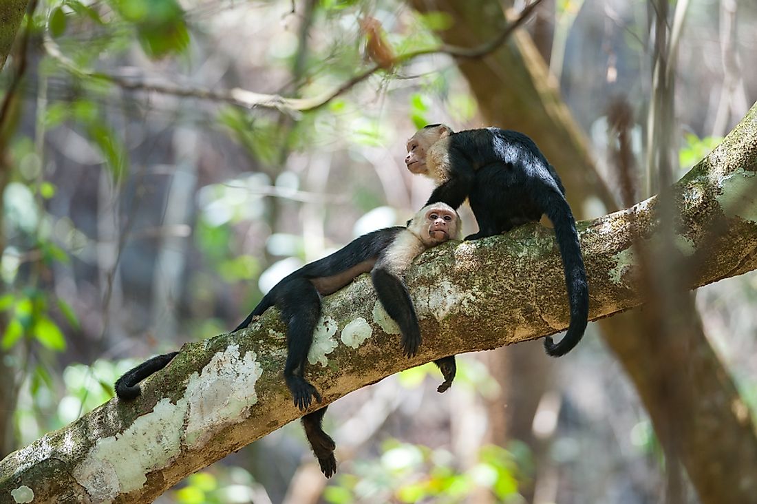 White-Faced Capuchins (Cebus capucinus) is a New World monkey native to Central America. 