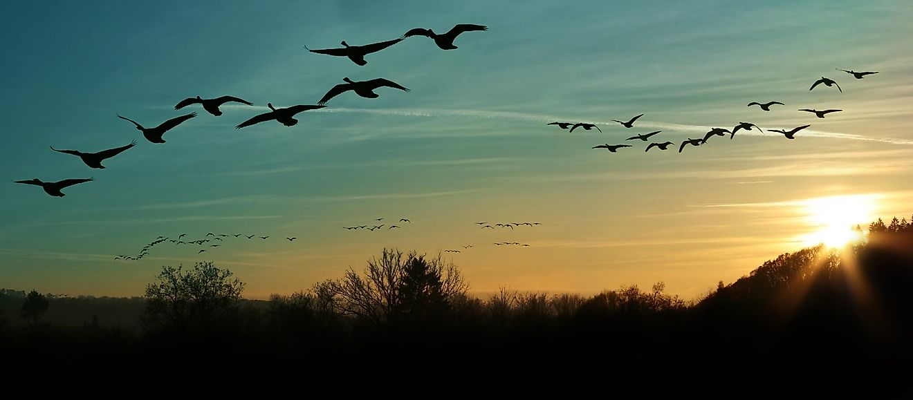 Migrating Canada geese. Image credit: zizar/Shutterstock