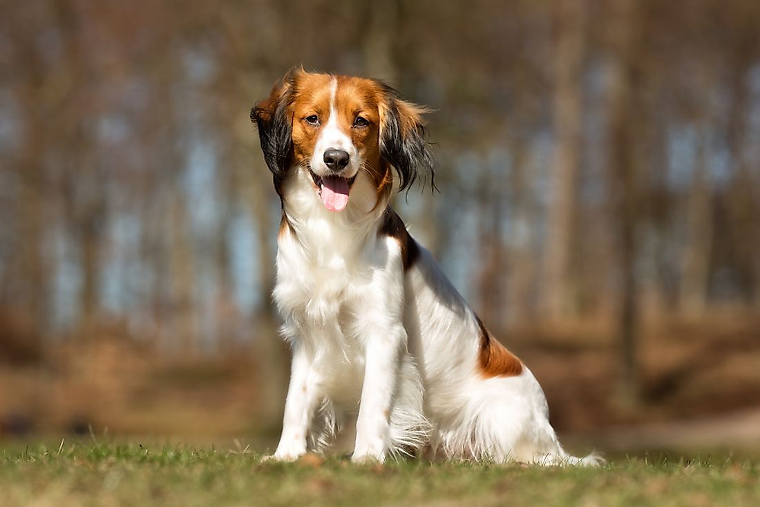 A Kooikerhondje dog. 